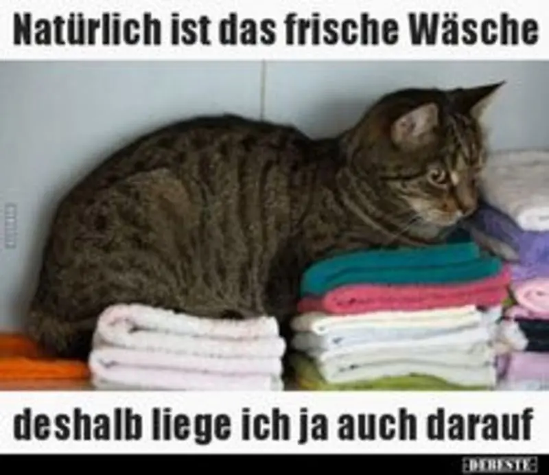 Andachtsbild von Post von Gatita, Schnuffi, Mausi und Timmy an Silvia