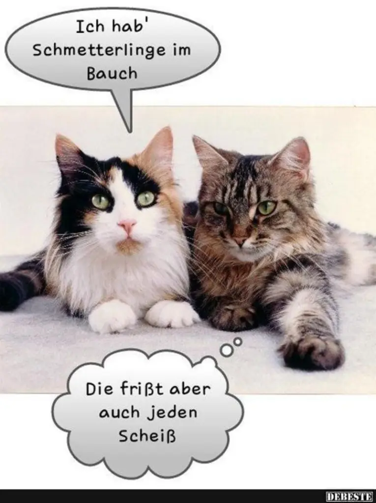 Andachtsbild von Post von Gatita, Schnuffi, Mausi und Timmy an Silvia 
