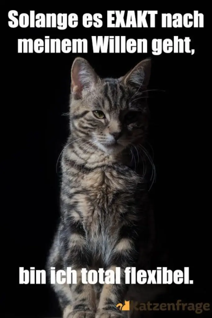 Andachtsbild von Post von Gatita, Schnuffi, Mausi und Timmy an Silvia 