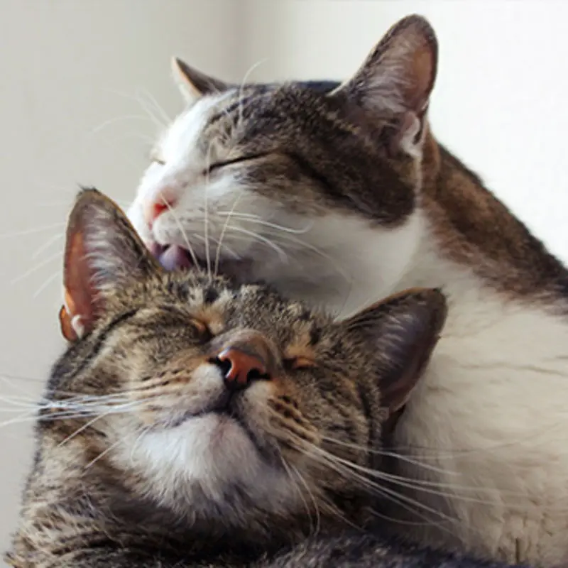 Andachtsbild von Post von Gatita, Schnuffi, Mausi und Timmy an Silvia 