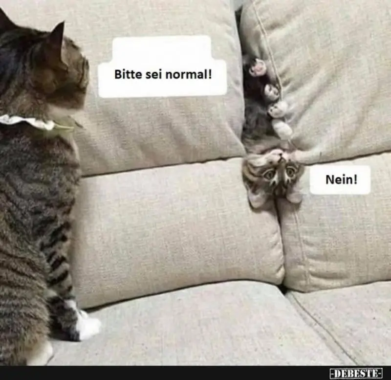 Andachtsbild von Post von Gatita, Schnuffi, Mausi und Timmy an Katzenmutti Silvia 