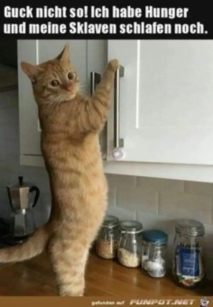 Andachtsbild von Post von Gatita, Schnuffi, Mausi und Timmy an Katzenmutti Silvia 