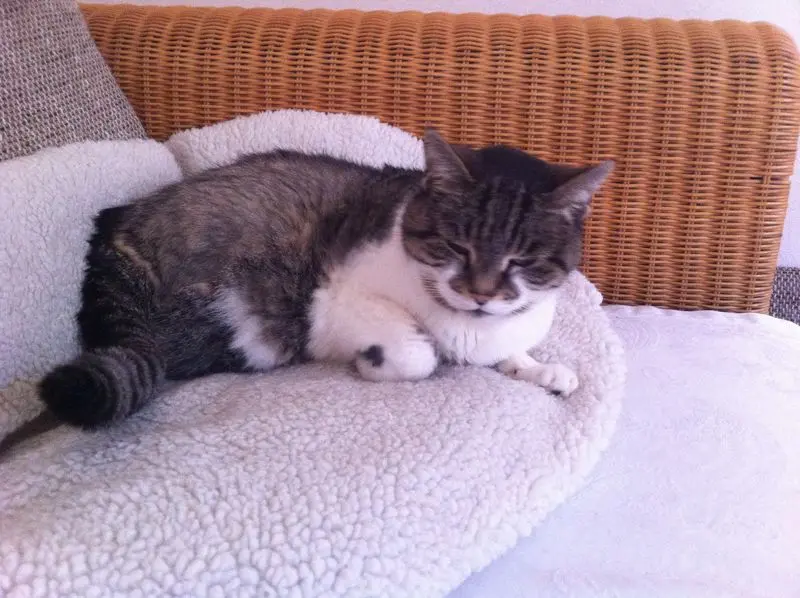 Andachtsbild von Für Frauchen Sylvia von Gatita♥