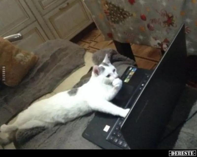 Andachtsbild von Post von Gatita, Schnuffi, Mausi und Timmy an Katzenmutti Silvia 