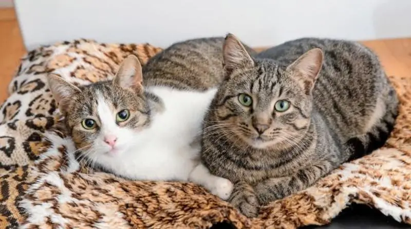 Andachtsbild von Post von Timmy an Katzenmutti Silvia 