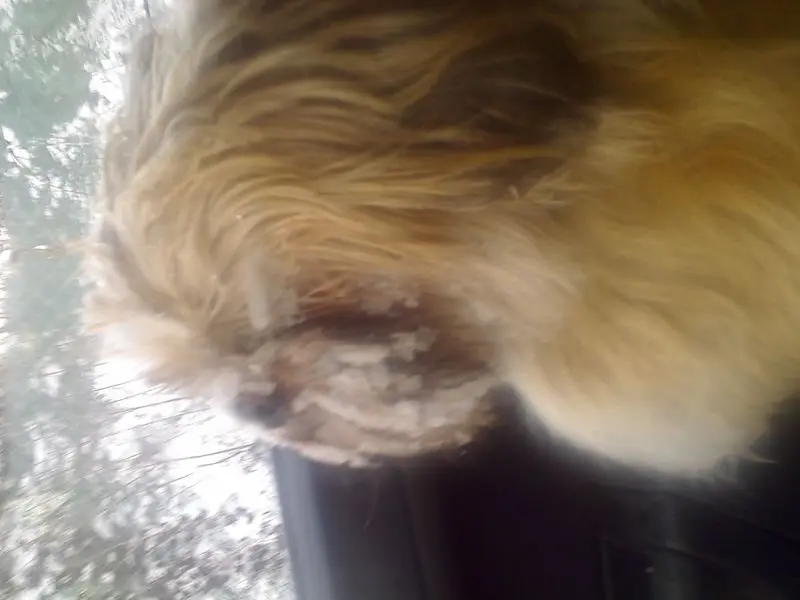 Andachtsbild von sabina mit sharky und Maitlyn im Herzen