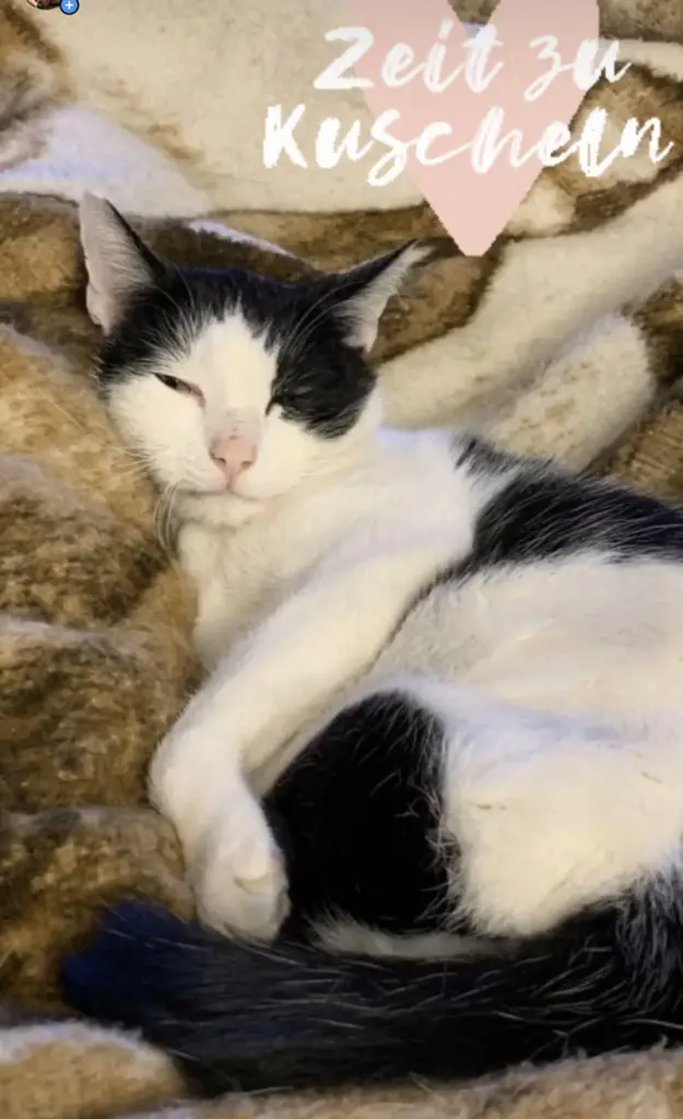 Andachtsbild von Melli Dobby Molly Simba und Sammy und Mauzi im Herzen 