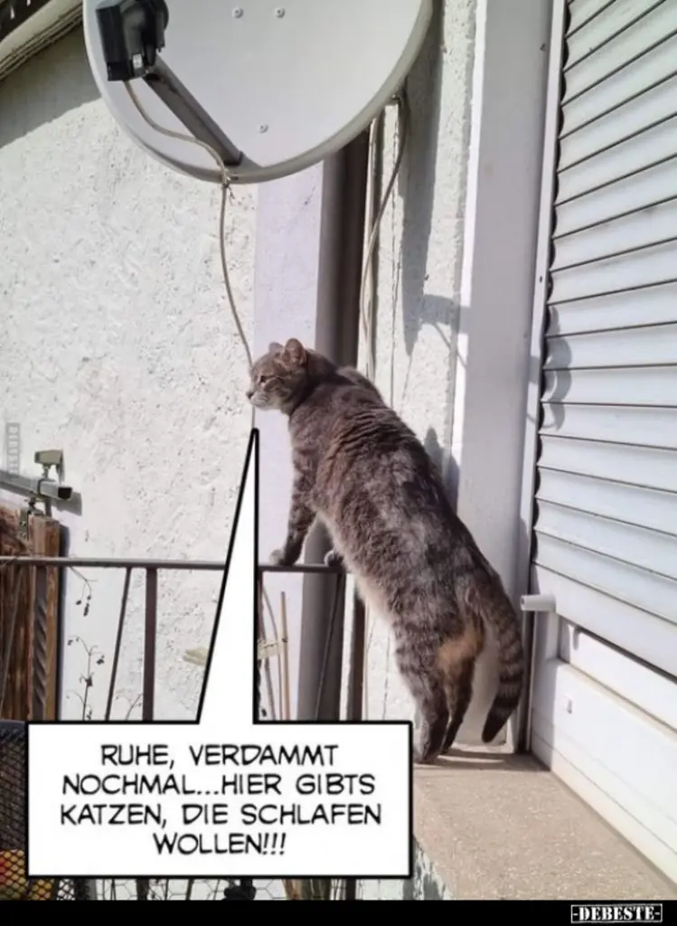 Andachtsbild von Post von Gatita, Schnuffi, Mausi und Timmy an Katzenmutti Silvia 