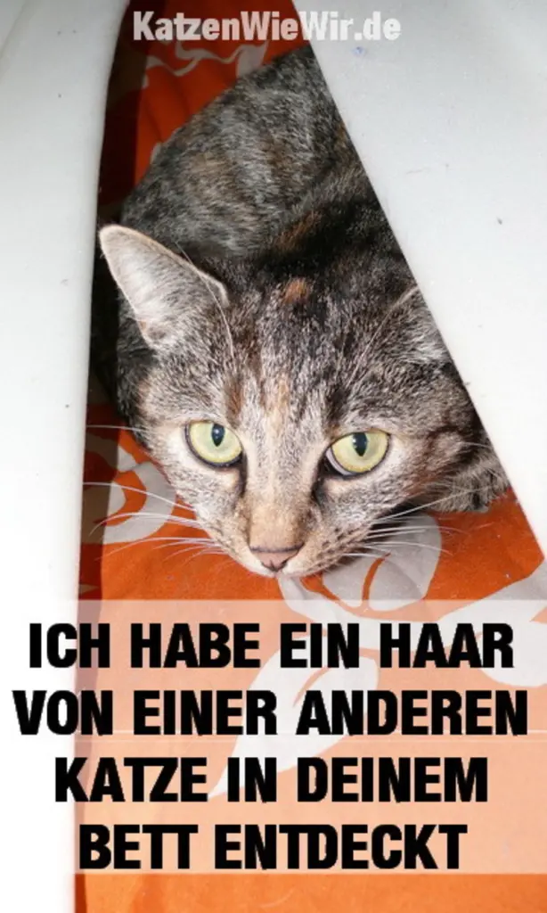 Andachtsbild von Post von Gatita, Schnuffi, Mausi und Timmy an Katzenmutti Silvia 