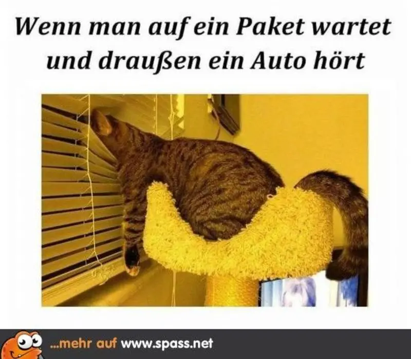 Andachtsbild von Post von Gatita, Schnuffi, Mausi und Timmy an Katzenmutti Silvia 