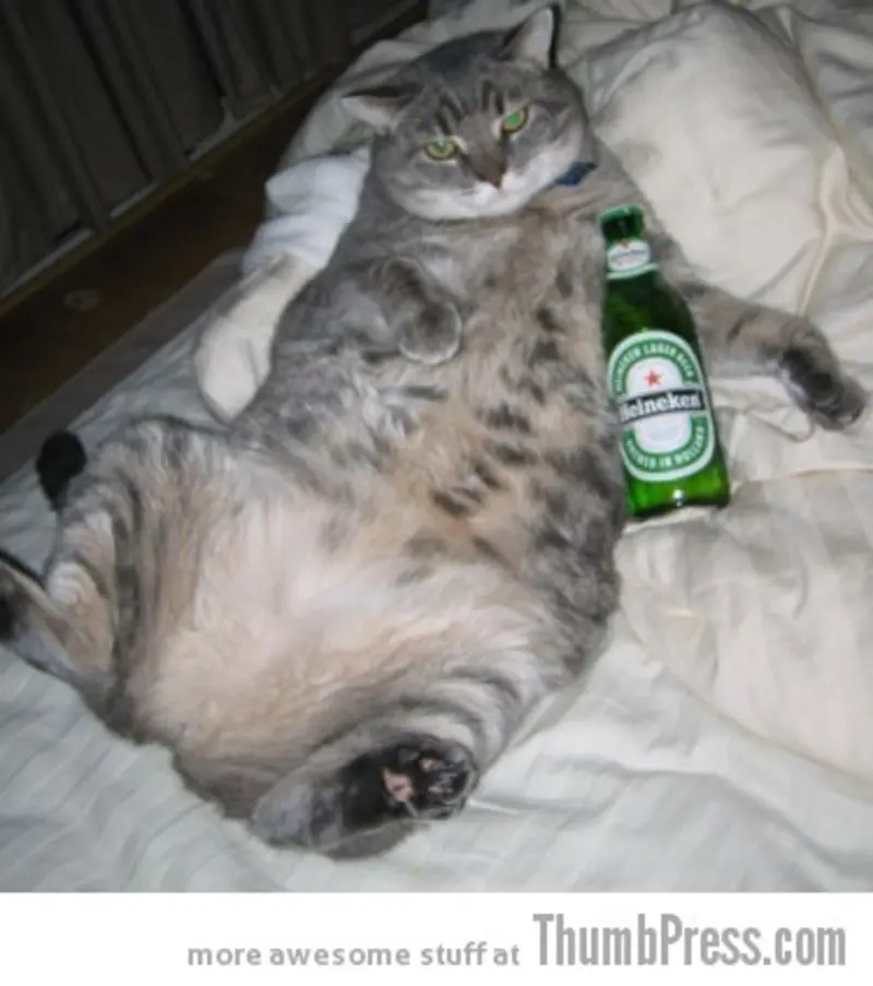 Andachtsbild von Post von Gatita, Schnuffi, Mausi und Timmy an Katzenmutti Silvia 