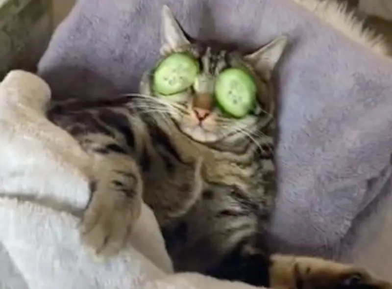 Andachtsbild von Post von Gatita, Schnuffi, Mausi und Timmy an Katzenmutti Silvia 