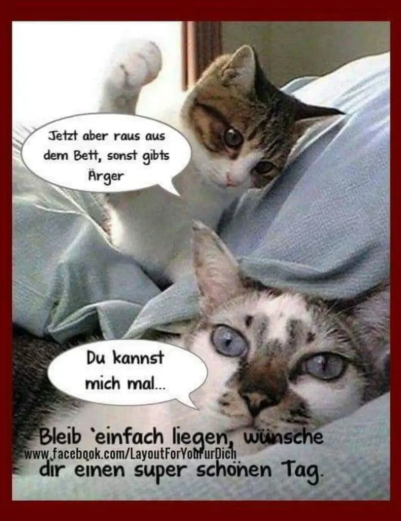 Andachtsbild von Post von Gatita, Schnuffi, Mausi und Timmy an Katzenmutti Silvia 