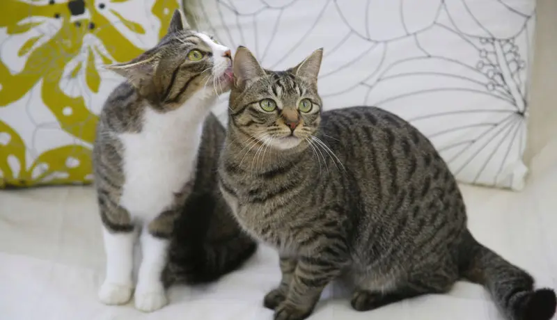 Andachtsbild von Post von Gatita, Schnuffi, Mausi und Timmy an Katzenmutti Silvia 