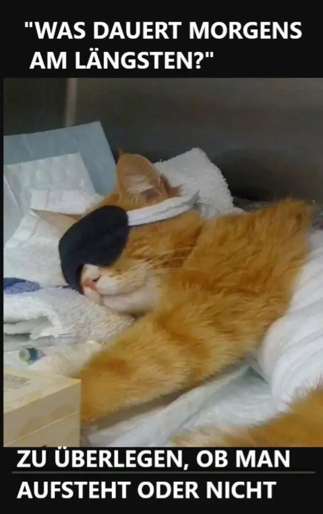 Andachtsbild von Post von Gatita, Schnuffi, Mausi und Timmy an Katzenmutti Silvia 