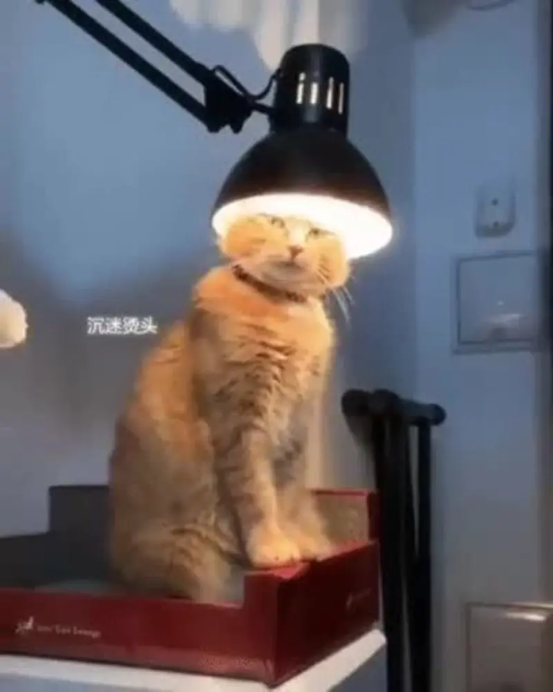 Andachtsbild von Post von Gatita, Schnuffi, Mausi und Timmy an Katzenmutti Silvia 