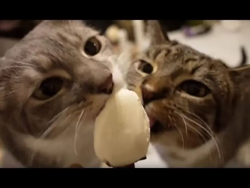 Andachtsbild von Post von Gatita, Schnuffi, Mausi und Timmy an Katzenmutti Silvia 