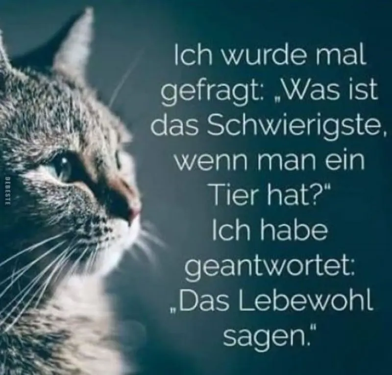 Andachtsbild von An Gatita von Deiner Mama Silvia