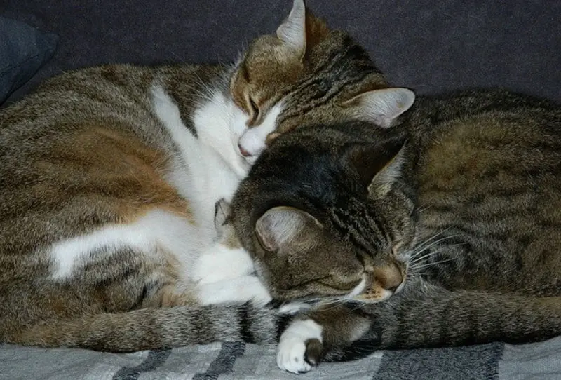 Andachtsbild von Post von Timmy an Katzenmutti Silvia 