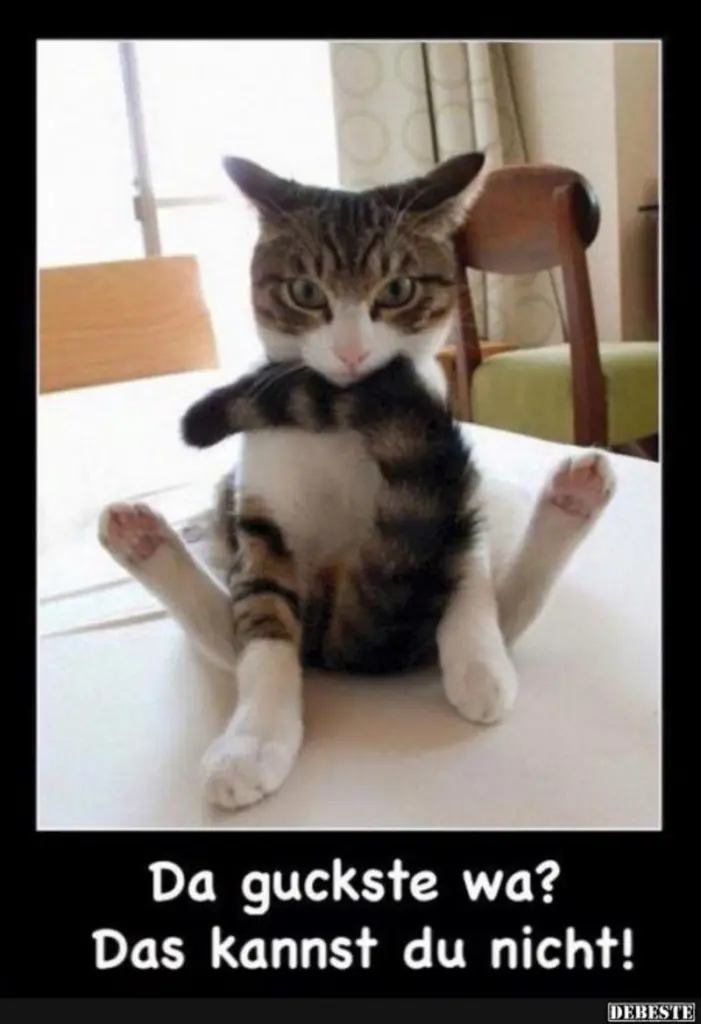 Andachtsbild von Post von Gatita, Schnuffi, Mausi und Timmy an Katzenmutti Silvia 