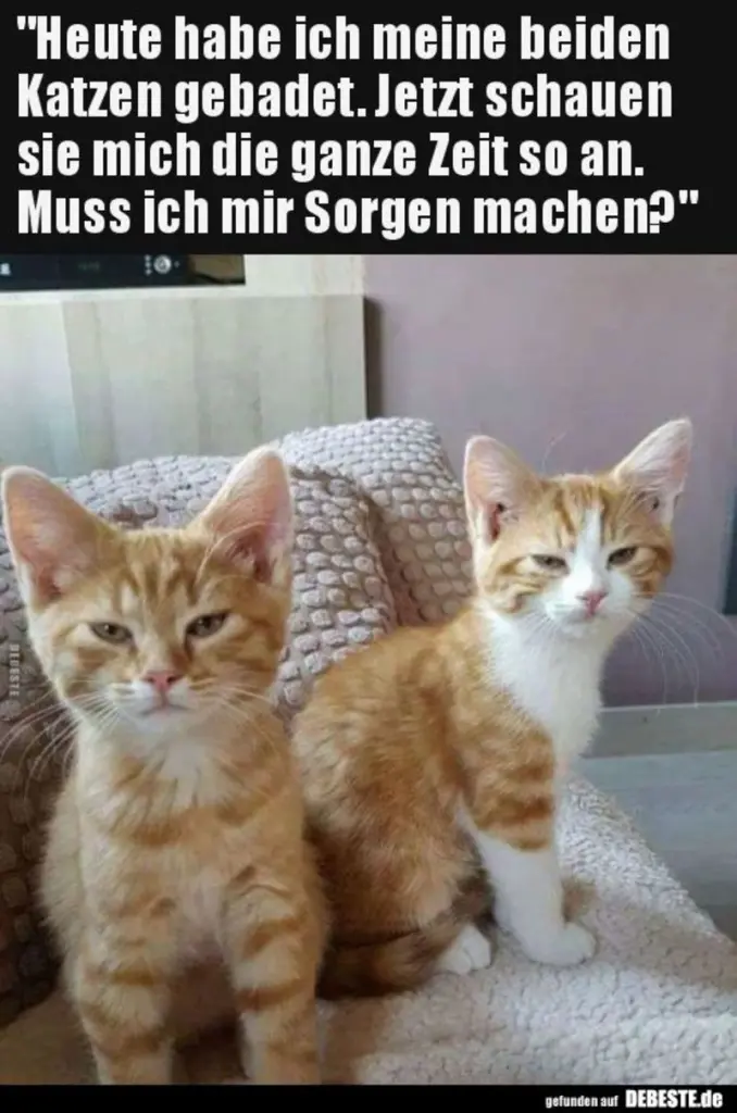 Andachtsbild von Post von Gatita, Schnuffi, Mausi und Timmy an Katzenmutti Silvia 