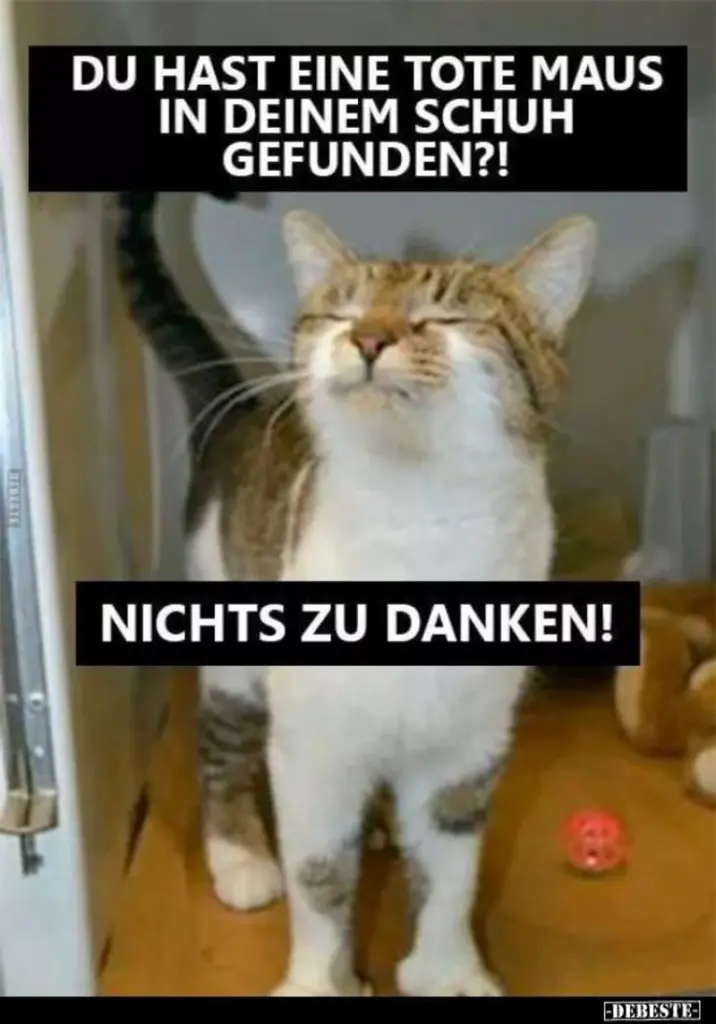 Andachtsbild von Post von Gatita, Schnuffi, Mausi und Timmy an Katzenmutti Silvia 