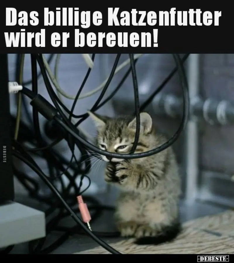 Andachtsbild von Post von Gatita, Schnuffi, Mausi und Timmy an Katzenmutti Silvia 