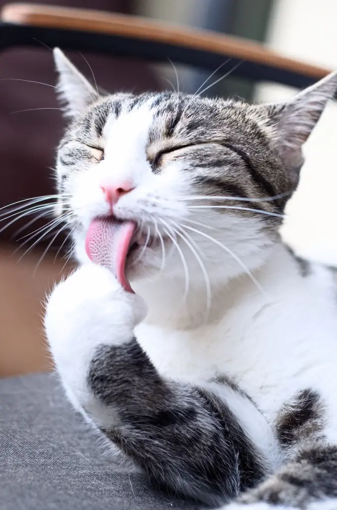 Andachtsbild von Denise mit Anni im Herzen