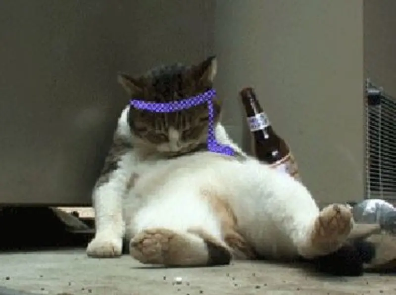 Andachtsbild von Post von Gatita, Schnuffi, Mausi und Timmy an Katzenmutti Silvia 