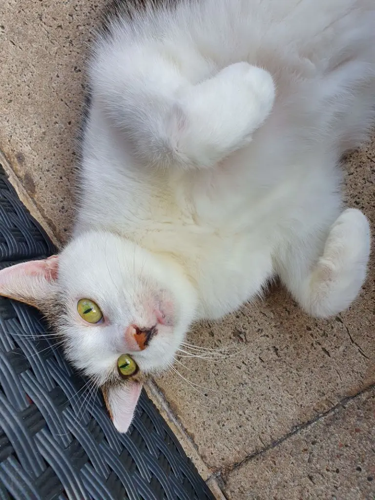 Andachtsbild von Christiane mit Casper im Herzen