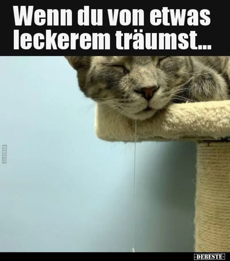 Andachtsbild von Post von Gatita, Schnuffi, Mausi und Timmy an Katzenmutti Silvia 