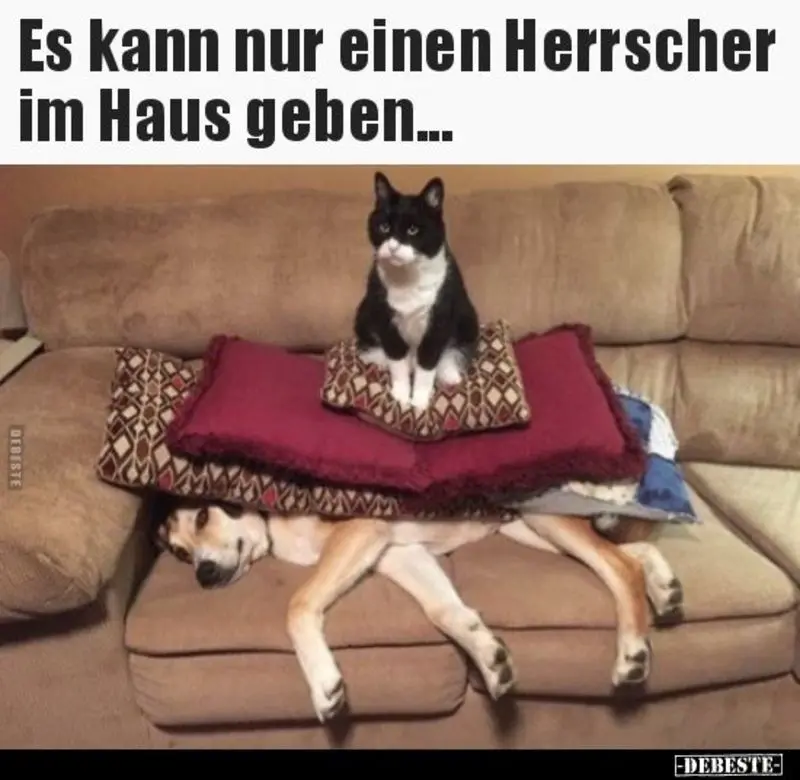 Andachtsbild von Post von Gatita, Schnuffi, Mausi und Timmy an Katzenmutti Silvia 