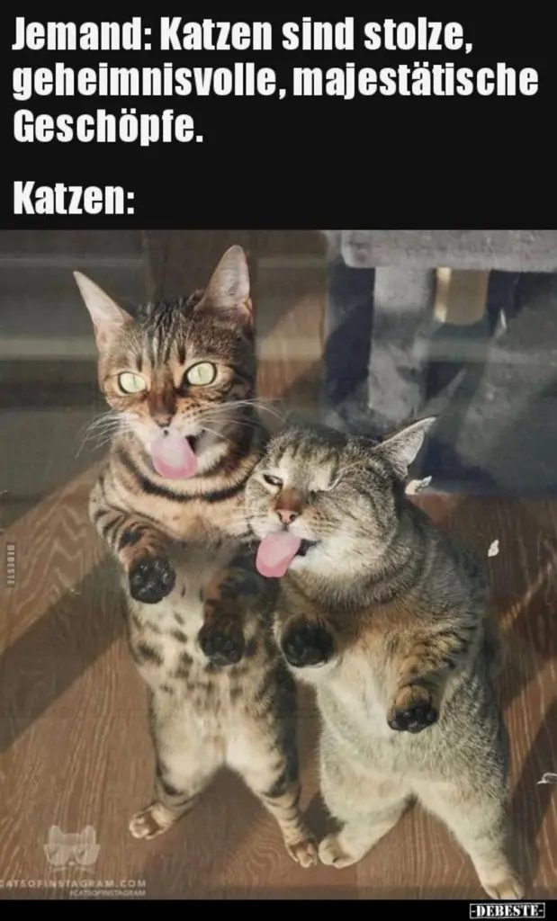 Andachtsbild von Post von Gatita, Schnuffi, Mausi und Timmy an Katzenmutti Silvia 