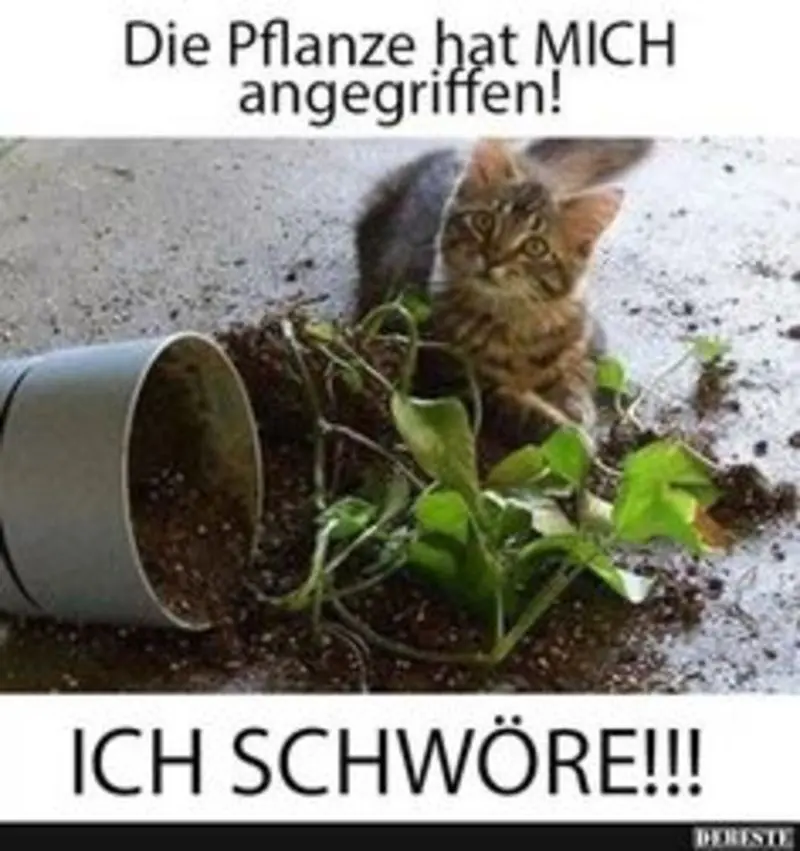 Andachtsbild von Post von Gatita, Schnuffi, Mausi und Timmy an Katzenmutti Silvia 