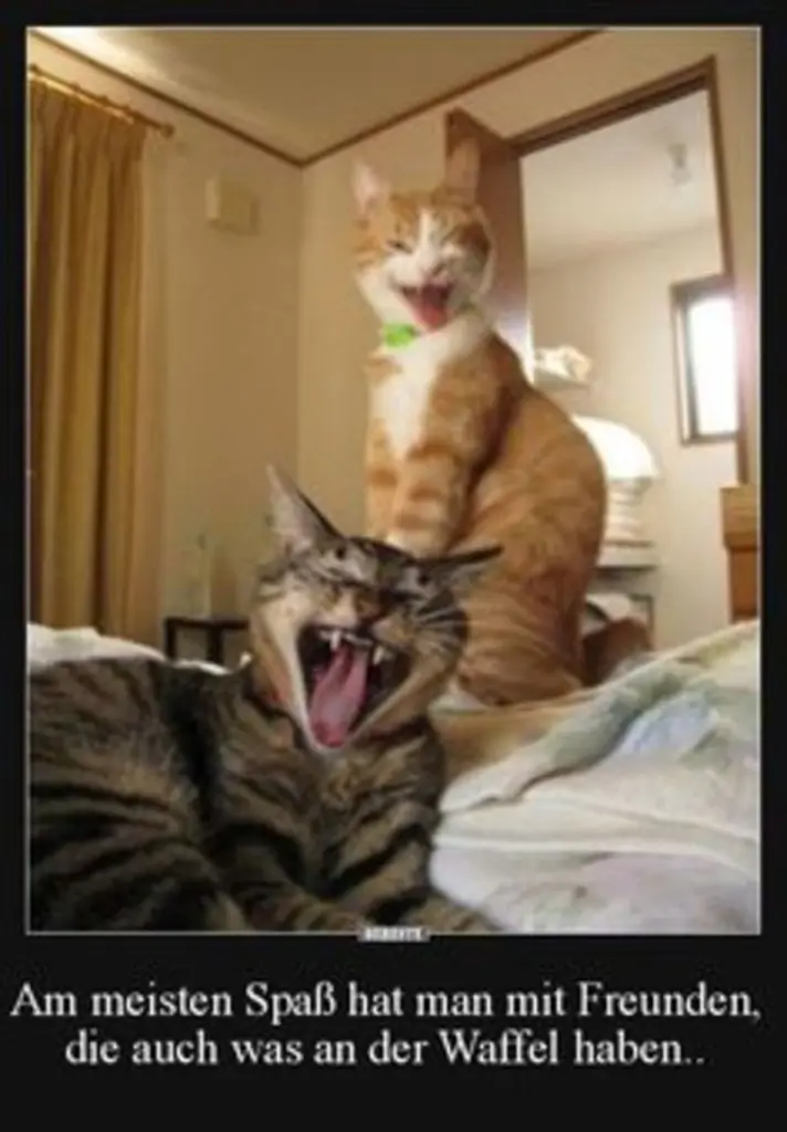 Andachtsbild von Post von Gatita, Schnuffi, Mausi und Timmy an Katzenmutti Silvia 