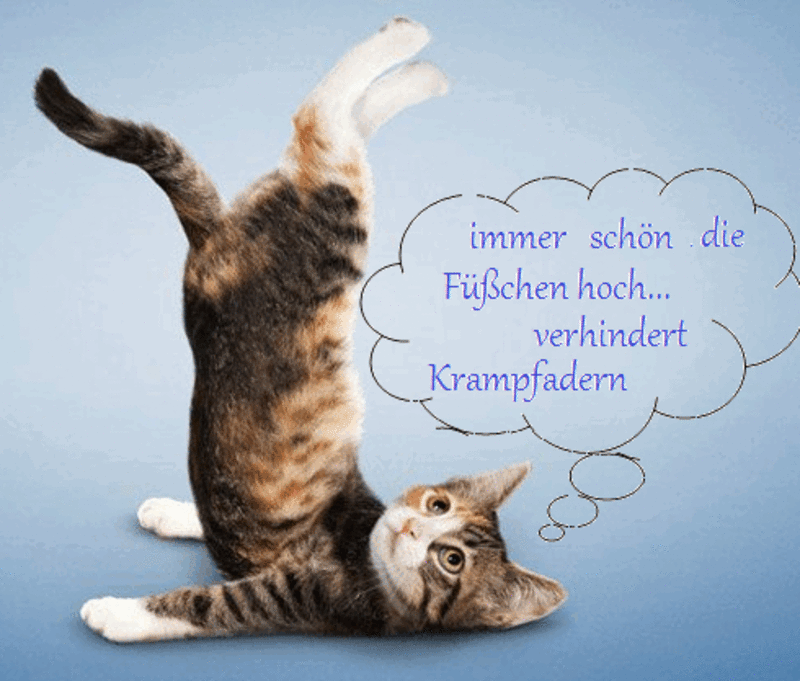 Andachtsbild von Post von Gatita, Schnuffi, Mausi und Timmy an Katzenmutti Silvia 