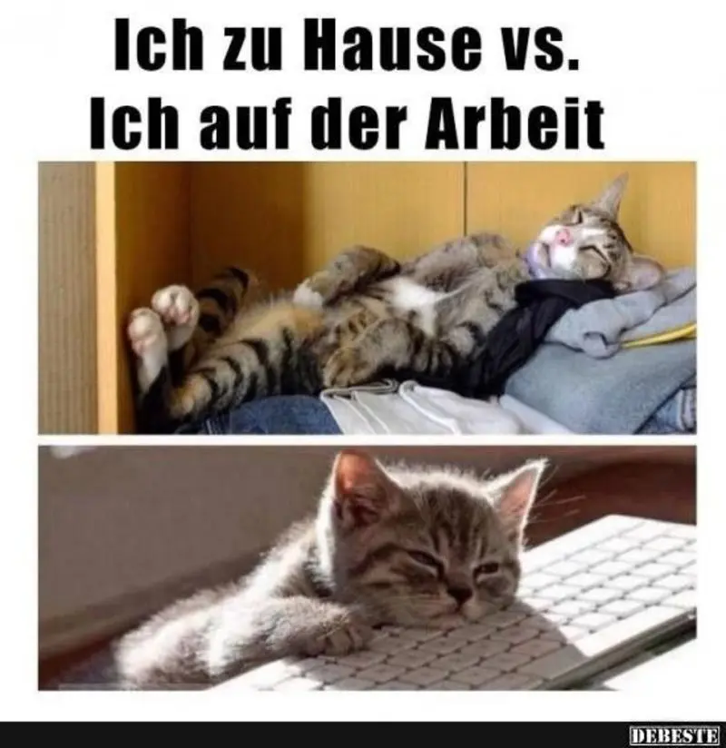 Andachtsbild von Post von Gatita, Schnuffi, Mausi und Timmy an Katzenmutti Silvia 