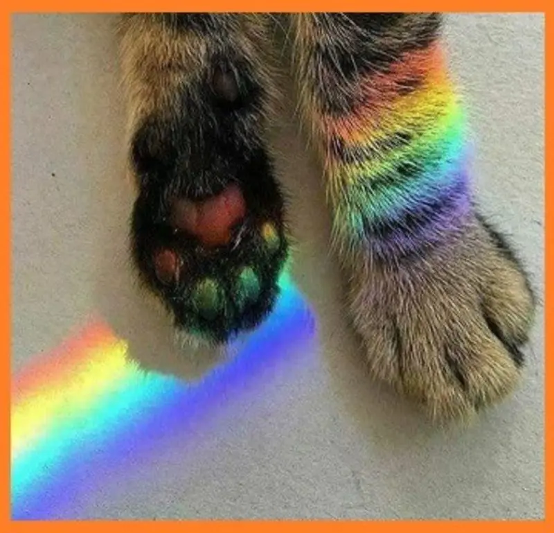 Andachtsbild von Post von Tanja an Gatita und Katzenmutti Silvia 