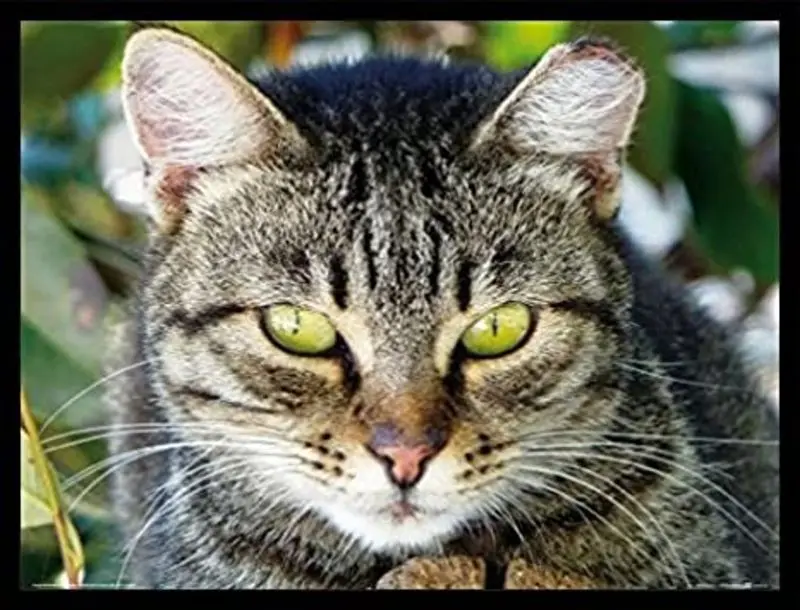 Andachtsbild von Post von Gatita an Ihre geliebte Katzenmutti Silvia 