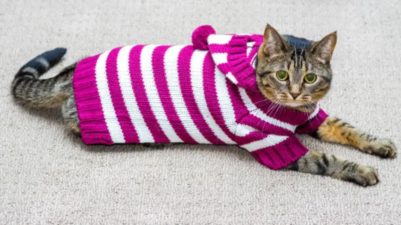 Andachtsbild von Post von Gatita, Schnuffi, Mausi und Timmy an Katzenmutti Silvia 