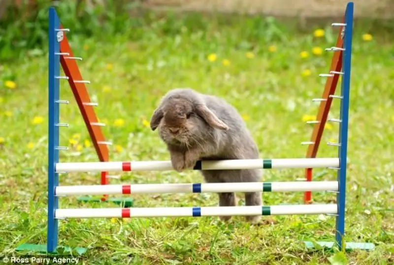 Andachtsbild von Post von Bunny 