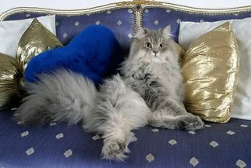 Andachtsbild von Post von Gatita, Schnuffi, Mausi und Timmy an Katzenmutti Silvia 