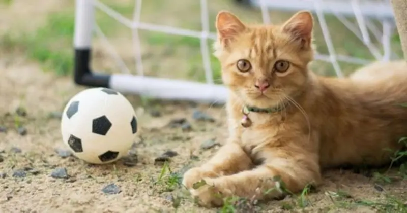 Andachtsbild von Sternchenpost von Sisi an Gatita♥️