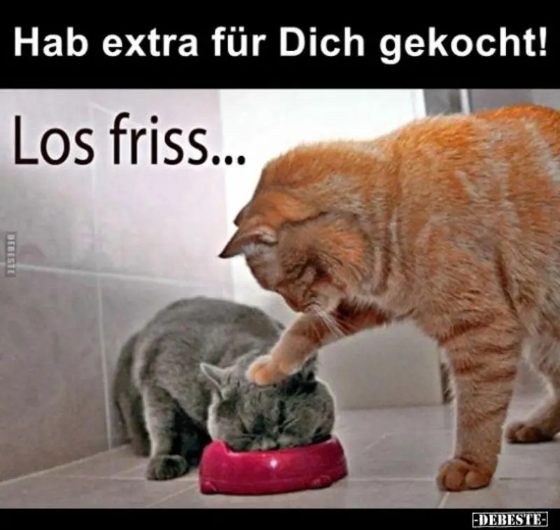 Andachtsbild von Post von Gatita, Schnuffi, Mausi und Timmy an Katzenmutti Silvia 