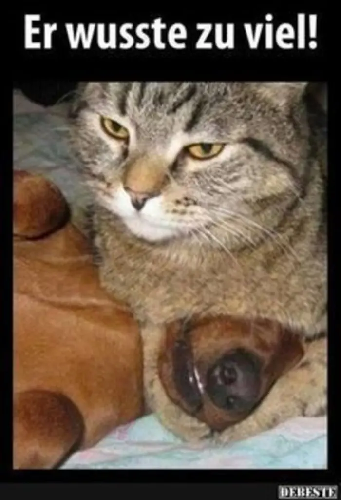 Andachtsbild von Post von Gatita, Schnuffi, Mausi und Timmy an Katzenmutti Silvia 