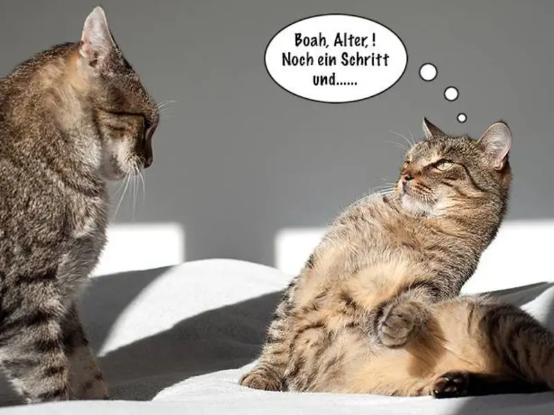 Andachtsbild von Post von Gatita, Schnuffi, Mausi und Timmy an Katzenmutti Silvia