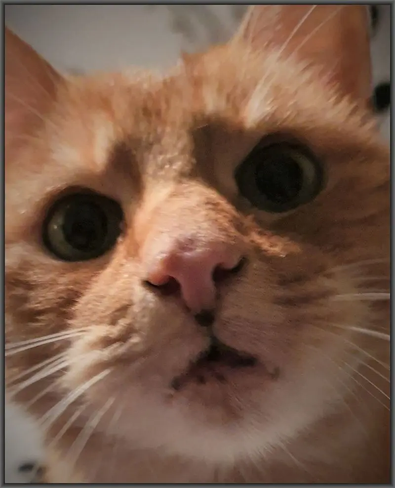 Andachtsbild von Anna & Merlin ❤