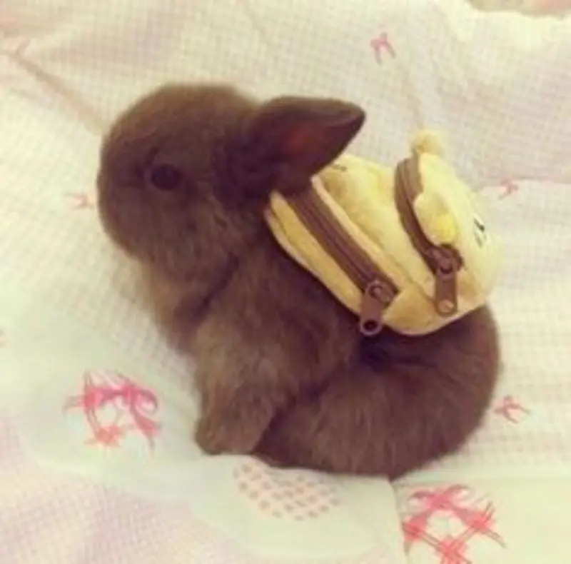 Andachtsbild von Patricia mit Bunny 