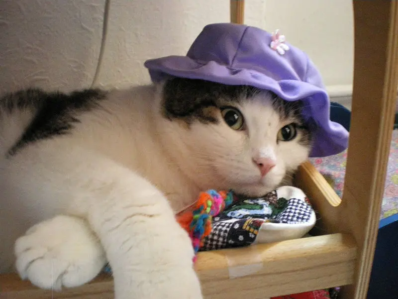 Andachtsbild von Post von Gatita, Schnuffi, Mausi und Timmy an Katzenmutti Silvia 