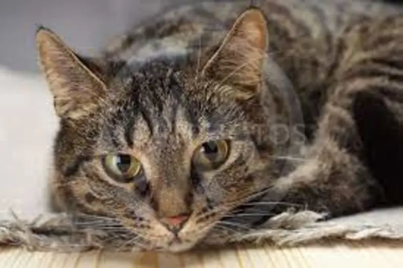 Andachtsbild von To Gatita ONLY from your mommy Silvia